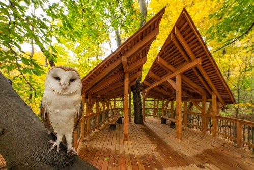 A barn owl perched on a tree branch in front of a wooden pavilion surrounded by vibrant autumn foliage.