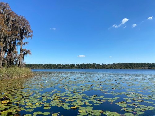 A serene lake scene with lily pads, surrounded by trees and a clear blue sky.