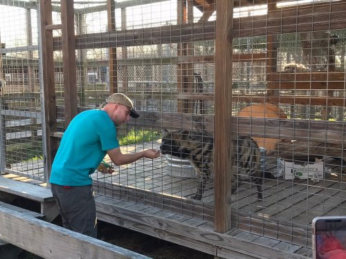 A person in a blue shirt feeds a tiger through a cage at a wildlife facility.