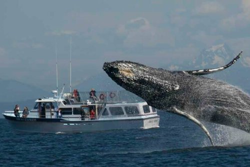 A humpback whale breaches near a boat with people observing in the background, set against a scenic ocean backdrop.