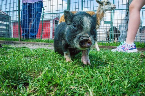A small black piglet walks on grass in a petting zoo, with a goat and people in the background.