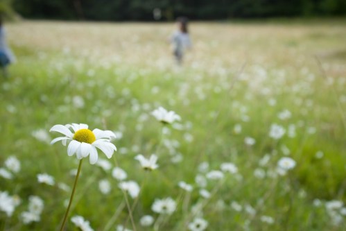 A close-up of a white daisy in a field, with blurred figures walking in the background among many flowers.