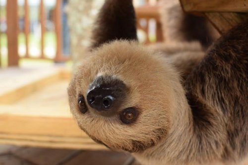 A sloth hanging upside down from a wooden structure, with a soft, furry face and curious expression.