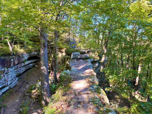 A rocky path through a lush green forest, surrounded by trees and sunlight filtering through the leaves.