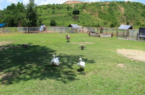 Two white geese walk across a grassy area with animal enclosures and a hill in the background under a blue sky.
