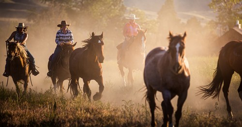Cowboys and cowgirls riding horses through a dusty field during golden hour, with trees in the background.