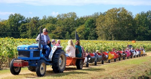 A tractor pulls a colorful train of carts filled with people through a sunny field with sunflowers in the background.