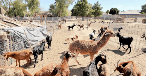 A sunny farmyard with various goats and a llama roaming in fenced enclosures surrounded by trees and buildings.