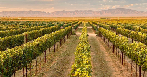 A scenic vineyard with rows of grapevines stretching towards distant mountains under a colorful sky.