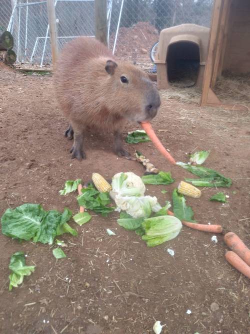 A capybara stands on dirt, nibbling a carrot among scattered vegetables like lettuce, corn, and cabbage.