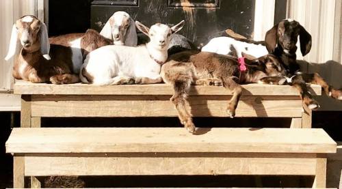 Five goats lounging on a wooden bench in the sun, with one goat lying down and the others sitting comfortably.
