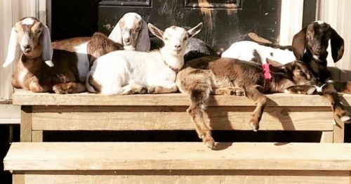 A group of six goats lounging on a wooden step in the sun, some resting while others sit upright.