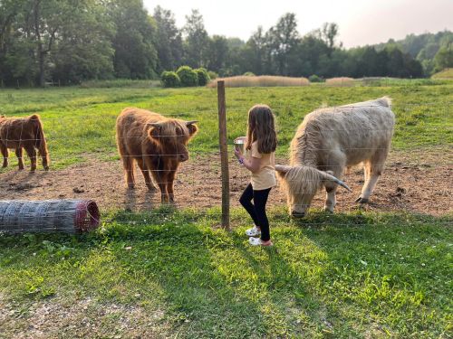 A child stands by a fence, observing two Highland cattle in a grassy field.