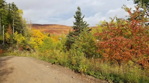 A scenic dirt path surrounded by vibrant autumn foliage in shades of yellow, orange, and green.