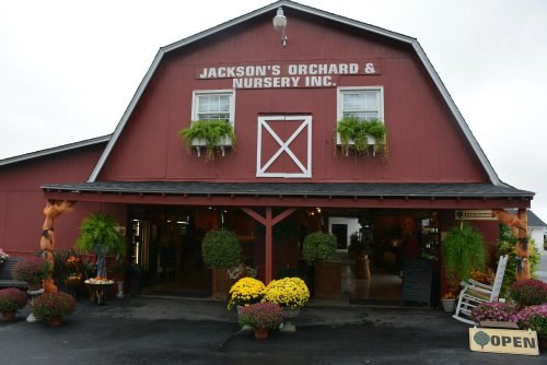 Red barn-style building with "Jackson's Orchard & Nursery Inc." sign, surrounded by colorful flowers and plants.
