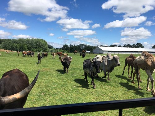 A herd of cows and buffalo grazing on a green field under a blue sky with fluffy clouds.
