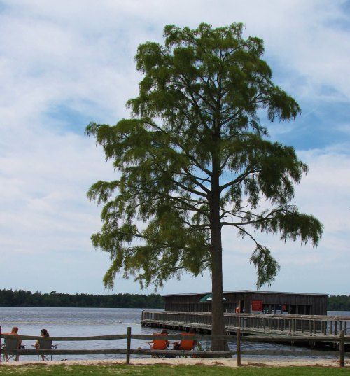 A tall tree stands by a lake, with people sitting on the shore and a wooden dock in the background under a cloudy sky.