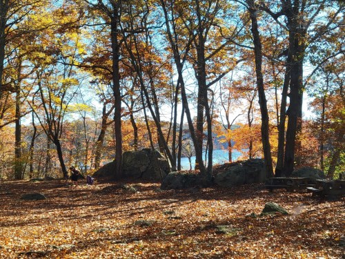 A serene forest scene with autumn leaves, rocks, and a lake visible in the background under a clear blue sky.