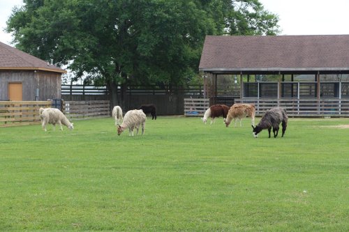 A group of llamas grazing on green grass near a barn and fenced area.