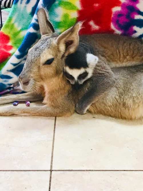 A young animal cuddles with a larger animal, both resting on a colorful blanket on a tiled floor.