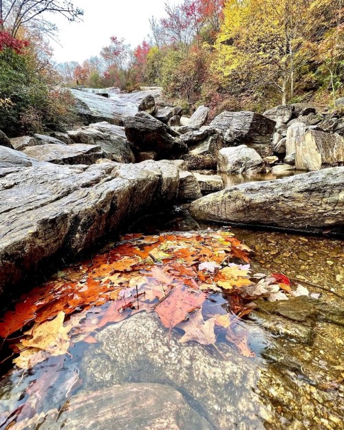 A serene landscape featuring colorful autumn leaves in a shallow pool among large rocks and trees with fall foliage.