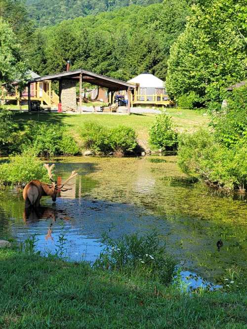 A deer stands in a pond surrounded by greenery, with a cabin and yurt visible in the background.