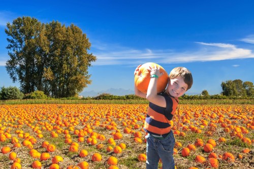 A smiling boy in a striped shirt holds a pumpkin in a vibrant pumpkin patch under a clear blue sky.