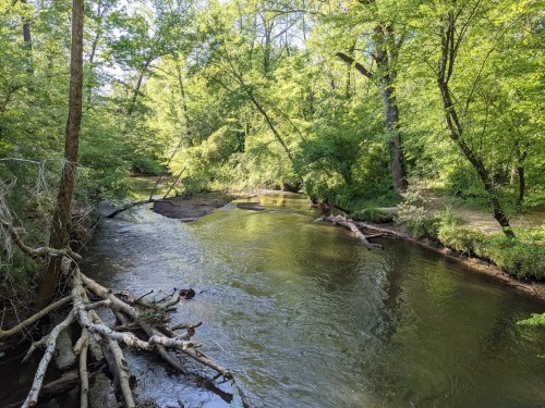 A serene river flows through a lush green forest, with fallen branches and trees along the banks.