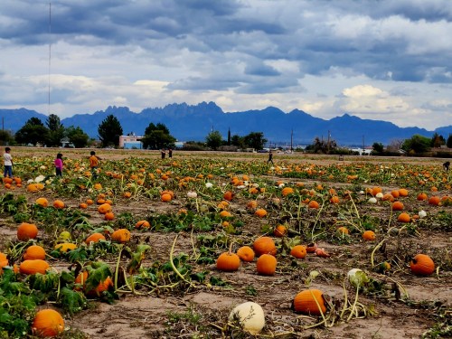 A pumpkin patch with orange pumpkins scattered across the field, set against a backdrop of mountains and cloudy skies.