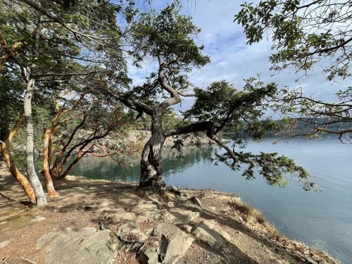 A twisted tree by a calm lake, surrounded by rocky terrain and lush greenery under a cloudy sky.