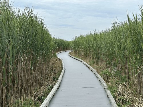 A winding boardwalk path through tall green reeds under a cloudy sky.