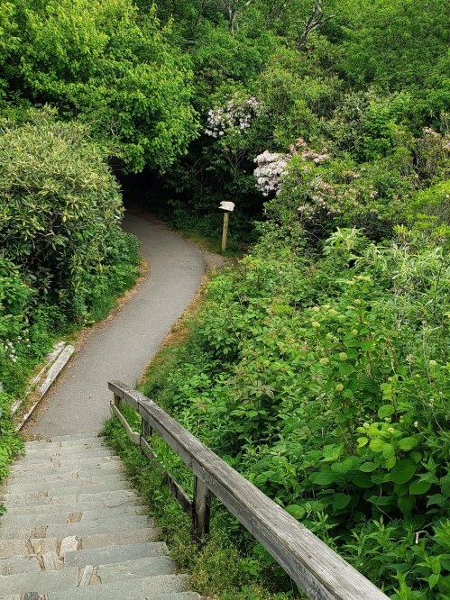 A winding path through lush greenery, with wooden steps leading down to the trail and a signpost ahead.