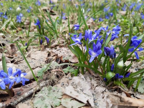 A close-up of vibrant blue flowers growing among green grass and fallen leaves on the ground.