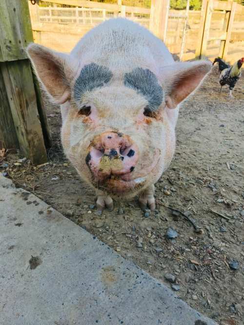 A close-up of a pig with unique markings on its face, standing on a dirt path near a wooden fence.