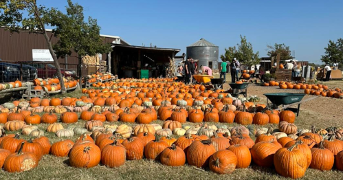 View of a grassy area with rows of orange and white pumpkins at preston trail farms in texas during their fall festival