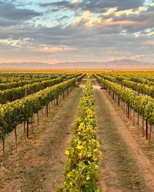 A scenic vineyard stretches into the distance, framed by mountains under a cloudy sky at sunset.