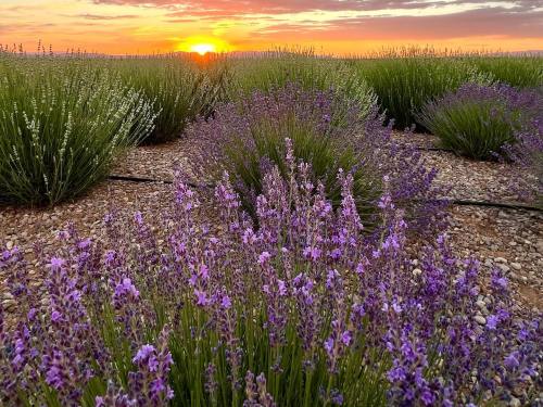 A vibrant sunset over a field of blooming lavender, with purple flowers and green foliage in the foreground.