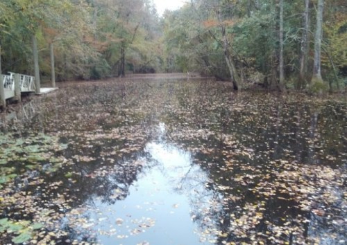 A serene pond surrounded by trees, with fallen leaves floating on the water's surface.