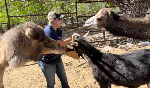 A person interacts with a goat and two camels in a farm setting, surrounded by trees and a fenced area.