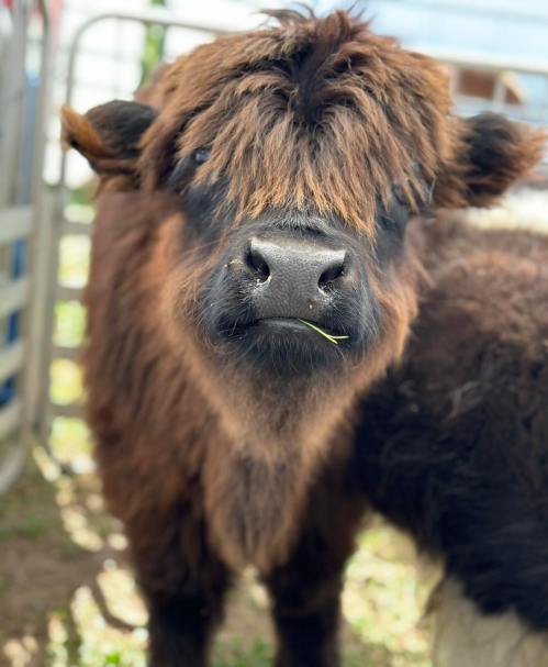 A close-up of a fluffy brown calf with a curious expression, standing in a pen with green grass in the background.