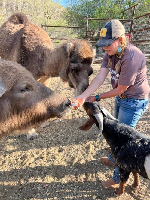 A person feeding animals, including a camel, a goat, and a large pig, in a farm setting.
