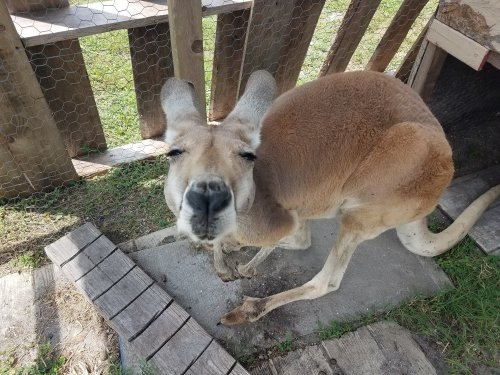 A kangaroo sitting on the ground, scratching its neck, with a wooden fence and grass in the background.