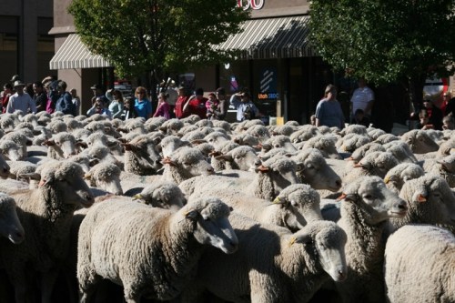 A large crowd of sheep walking through a street, with onlookers watching from the sidewalk.
