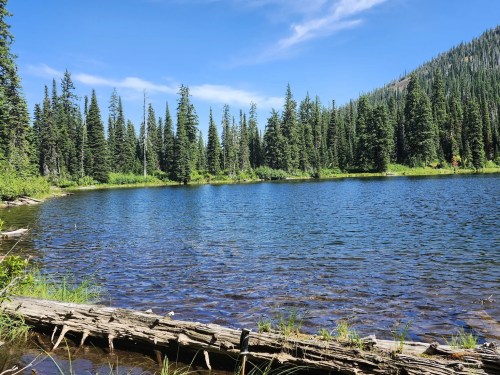 A serene lake surrounded by tall evergreen trees under a clear blue sky, with a log resting on the shore.