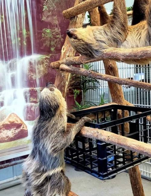 Two sloths interact on a wooden structure, with a waterfall backdrop and greenery in the scene.