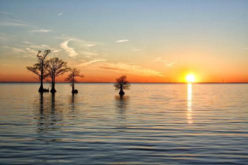 Silhouetted trees stand in calm water at sunset, with vibrant orange and blue hues reflecting on the surface.