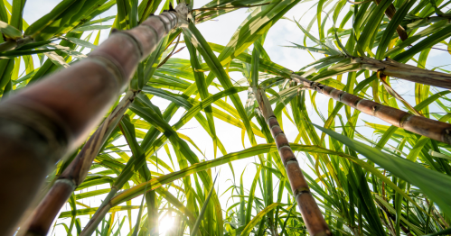 a worm's eye view of tall sugar cane with the sun poking through