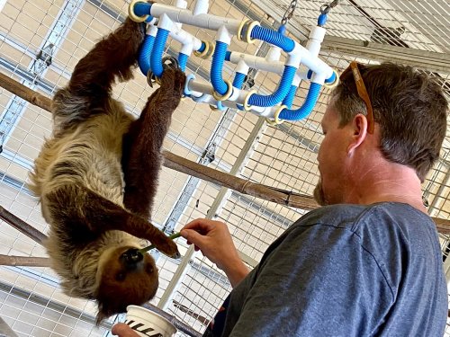 A man feeds a sloth hanging upside down from a colorful structure in an enclosure.