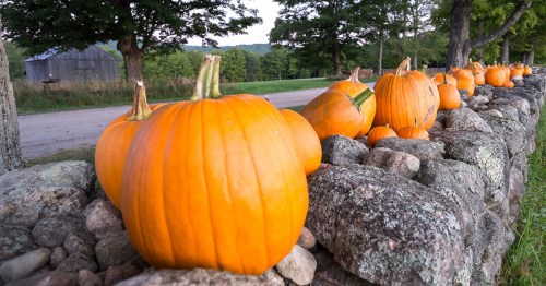 A row of bright orange pumpkins on a stone wall, with a scenic background of trees and a dirt road.