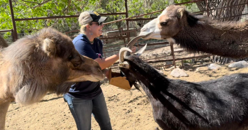 A person interacts with a goat and two camels in a sunny outdoor setting, surrounded by a wooden fence.